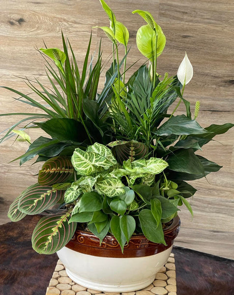 Live Gardens and Blooming Plants