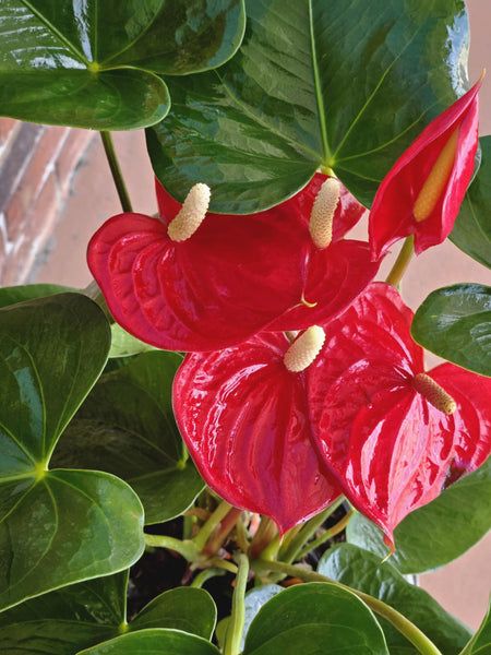 Anthurium_top_grande.jpg?v=