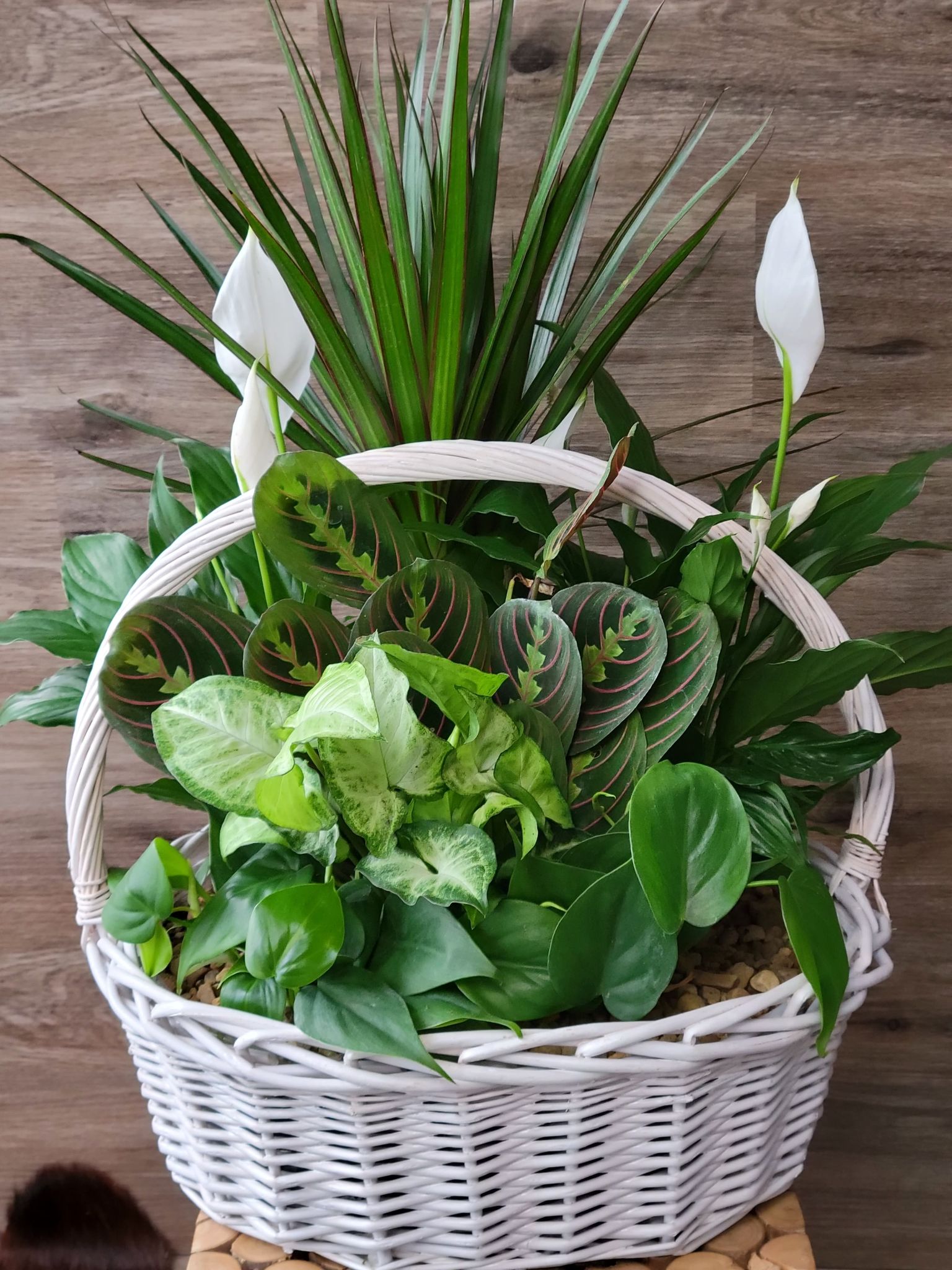 Live Plant Garden in a Large Basket