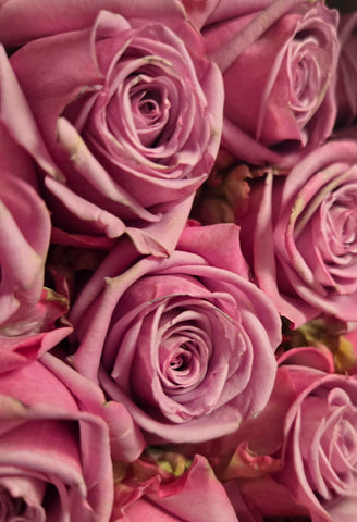 Two Dozen Roses Bouquet - Premium Long Stem