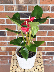Laceleaf Live Garden – Persnickety Flowers