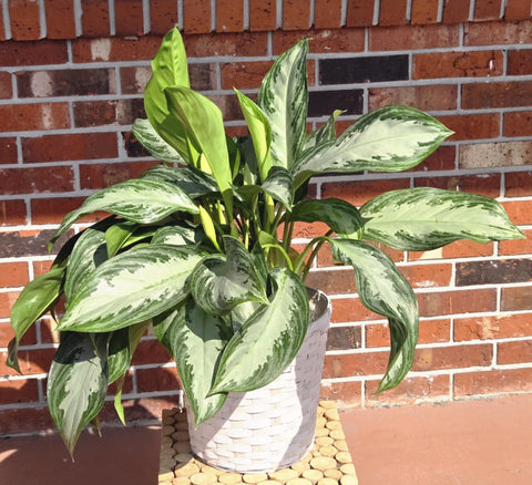 Chinese Evergreen Live Garden