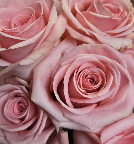 Dozen Roses Bouquet - Deluxe *BEST SELLER*