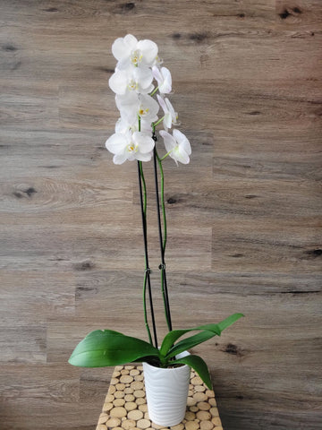 Orchid Live Gardens