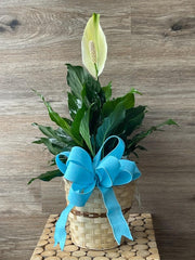 Peace Lily Gardens