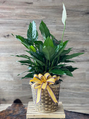 Peace Lily Gardens