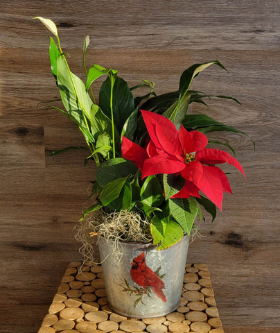 Poinsettia Dish Garden in a Metal Vase